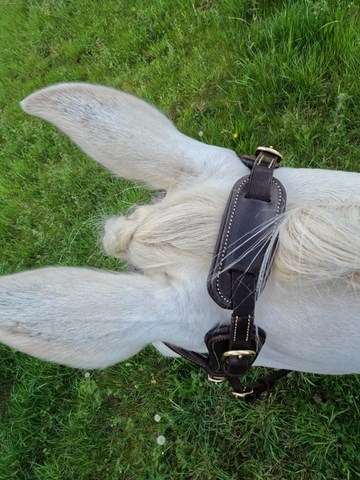 filet sans gênes degagement de la nuque