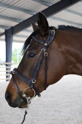 filet sans gênes confort